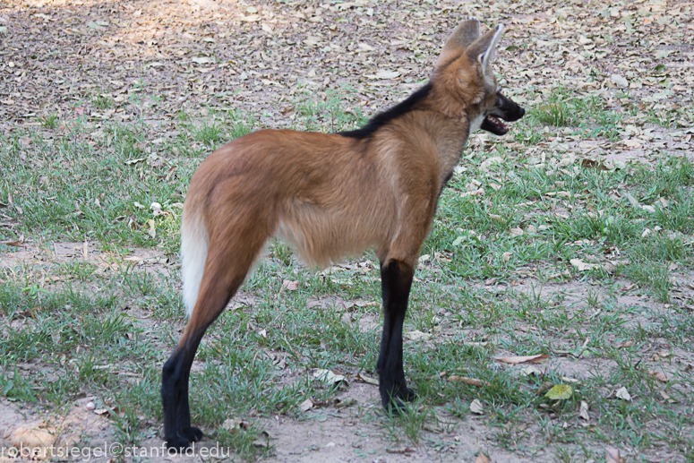 maned wolf